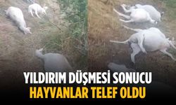 Yıldırım düşmesi sonucu hayvanlar telef oldu