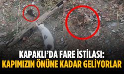 Kapaklı’da fare istilası: Kapımızın önüne kadar geliyorlar