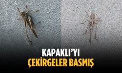 “Kapaklı’yı çekirgeler basmış”