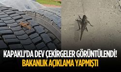 Kapaklı'da dev çekirgeler görüntülendi!