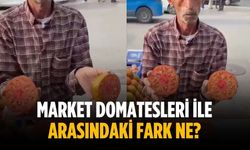 Market domatesleri ile arasındaki fark ne?