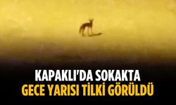 Kapaklı'da sokakta gece yarısı tilki görüldü