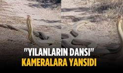 "Yılanların dansı" kameralara yansıdı