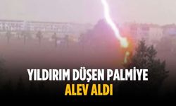 Yıldırım düşen palmiye  alev aldı