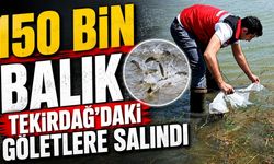 150 bin balık Tekirdağ'daki göletlere salındı