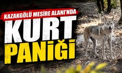 Kazakgölü Mesire Alanı’nda kurt paniği
