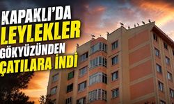 Kapaklı’da leylekler gökyüzünden çatılara indi