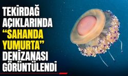 Tekirdağ açıklarında “sahanda yumurta” denizanası görüntülendi