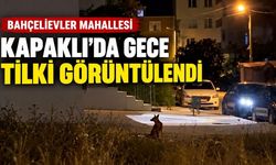 Kapaklı'da gece tilki görüntülendi