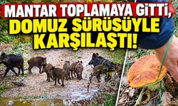 Mantar toplamaya gitti, domuz sürüsüyle karşılaştı