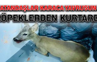 Vatandaşlar karaca yavrusunu köpeklerden kurtardı