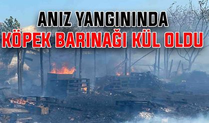 Anız yangınında köpek barınağı kül oldu