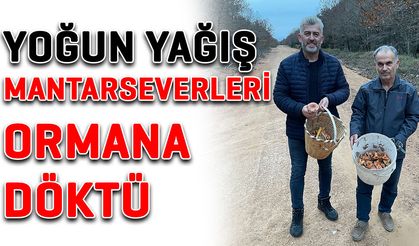 Yoğun yağış mantarsevenleri ormana döktü