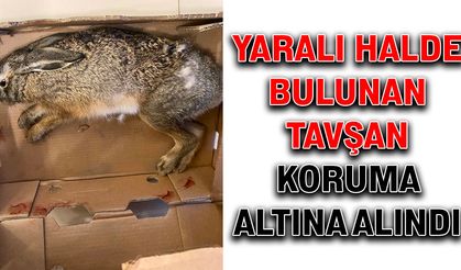 Yaralı halde bulunan tavşan koruma altına alındı