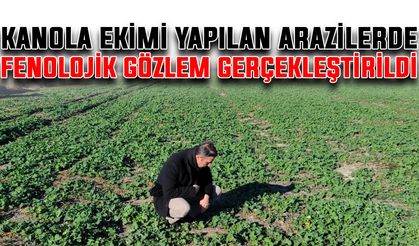 Kanola ekimi yapılan arazilerde fenolojik gözlem gerçekleştirildi