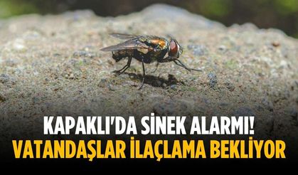 Kapaklı'da sinek alarmı! Vatandaşlar ilaçlama bekliyor