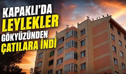 Kapaklı’da leylekler gökyüzünden çatılara indi