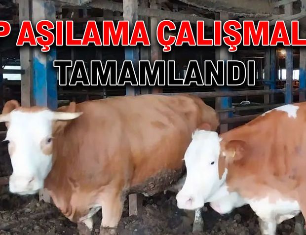 Şap aşılama çalışmaları tamamlandı