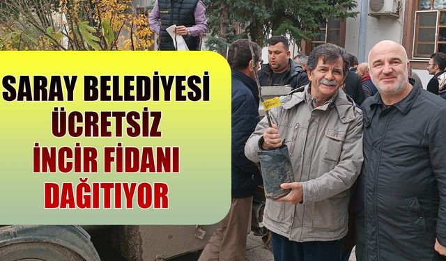 Saray Belediyesi ücretsiz incir fidanı dağıtıyor