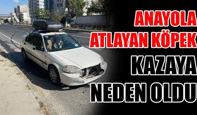 Anayola atlayan köpek kazaya neden oldu