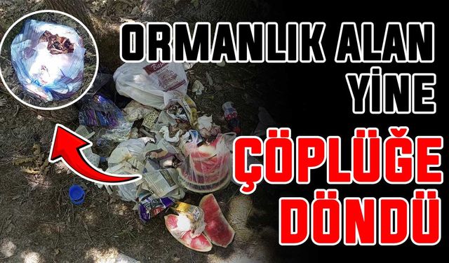 Ormanlık alan yine çöplüğe döndü