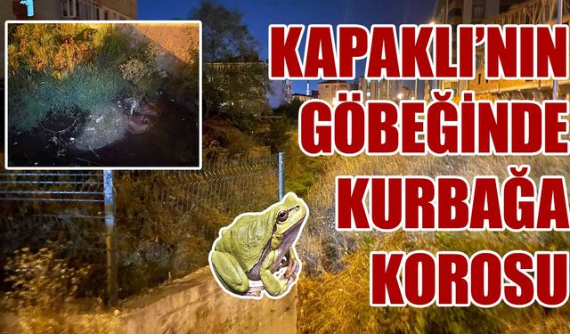 Kapaklı’nın göbeğinde kurbağa korosu