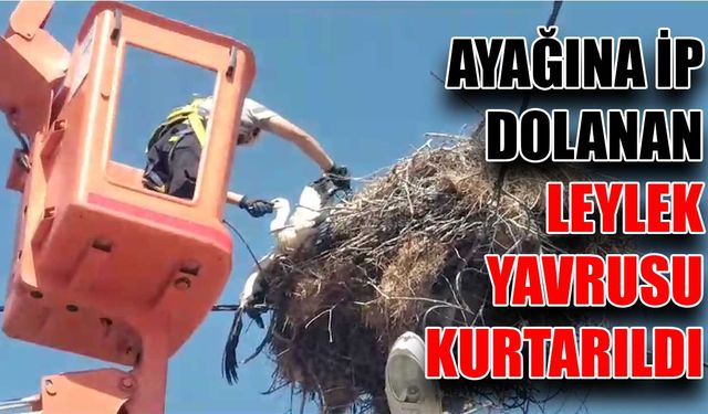 Ayağına ip dolanan leylek yavrusu kurtarıldı