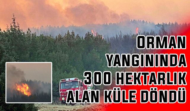 Orman yangınında 300 hektarlık alan küle döndü