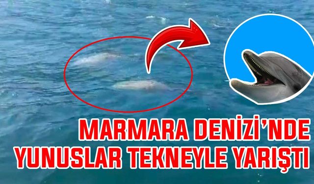 Marmara Denizi’nde yunuslar tekneyle yarıştı