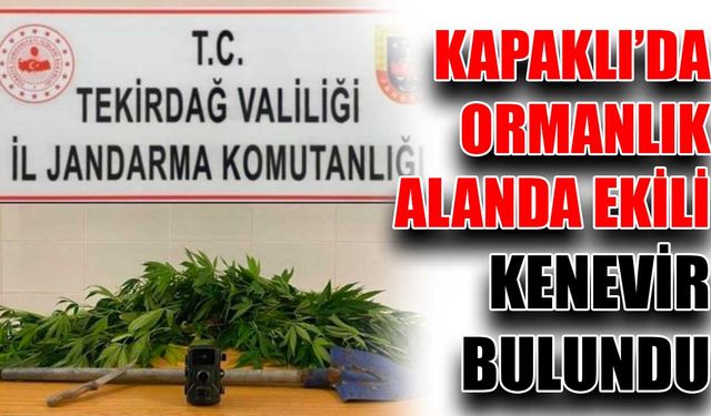 Kapaklı’da ormanda ekili kenevir bulundu