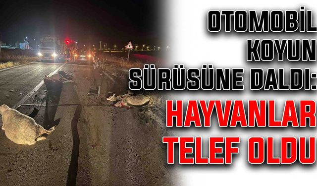 Otomobil koyun sürüsüne daldı: Hayvanlar telef oldu