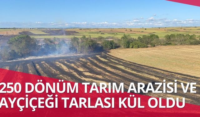 250 dönüm tarım arazisi ve ayçiçeği tarlası kül oldu