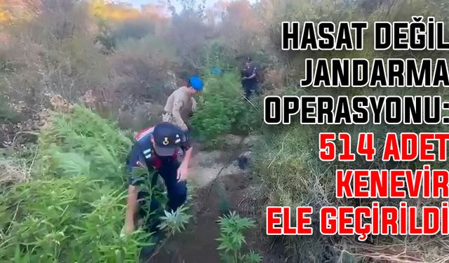 Hasat değil jandarma operasyonu: 514 adet kenevir ele geçirildi