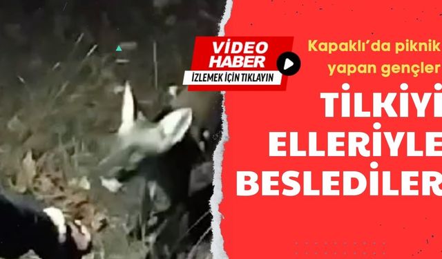 Tilkiyi elleriyle beslediler