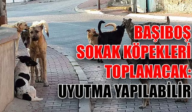 Başıboş sokak köpekleri toplanacak: Uyutma yapılabilir