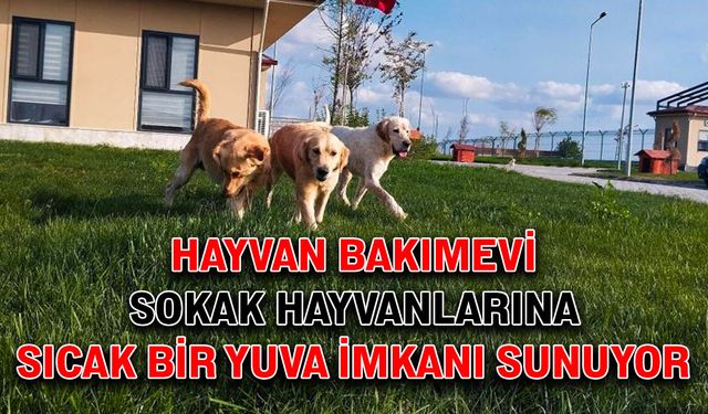 Hayvan bakımevi sokak hayvanlarına sıcak bir yuva imkanı sunuyor