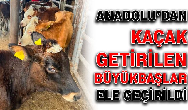 Anadolu’dan kaçak getirilen büyükbaşlar ele geçirildi