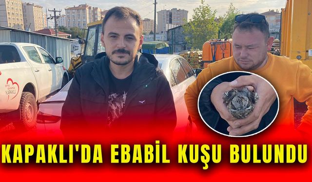 Kapaklı'da Ebabil kuşu bulundu