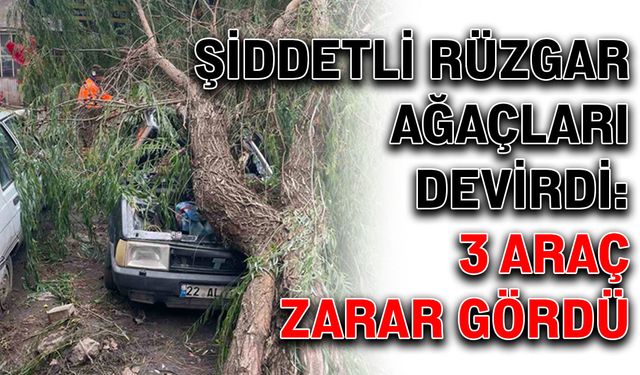 Şiddetli rüzgar ağaçları devirdi: 3 araç zarar gördü