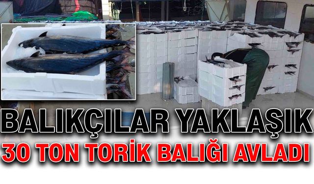 Balıkçılar yaklaşık 30 ton torik balığı avladı