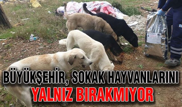 Büyükşehir, sokak hayvanlarını yalnız bırakmıyor