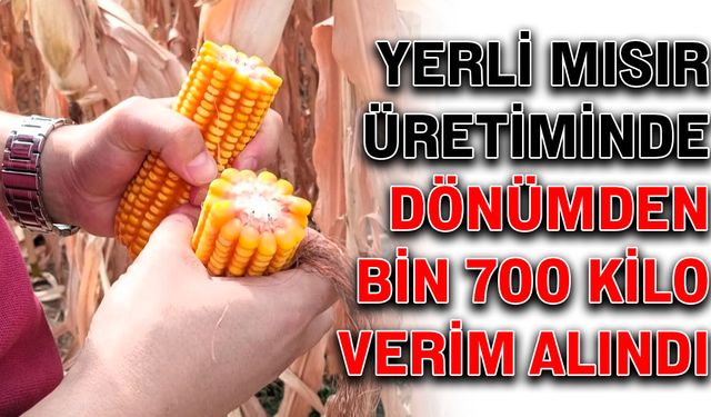 Yerli mısır üretiminde dönümden bin 700 kilo verim alındı