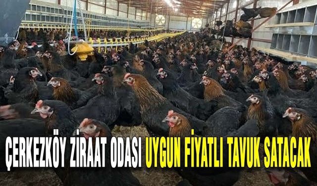 Çerkezköy Ziraat Odası uygun fiyatlı tavuk satacak