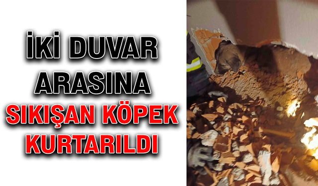 İki duvar arasına sıkışan köpek kurtarıldı