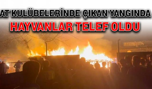 At kulübelerinde çıkan yangında hayvanlar telef oldu