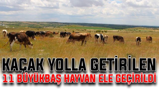 Kaçak yolla getirilen 11 büyükbaş hayvan ele geçirildi