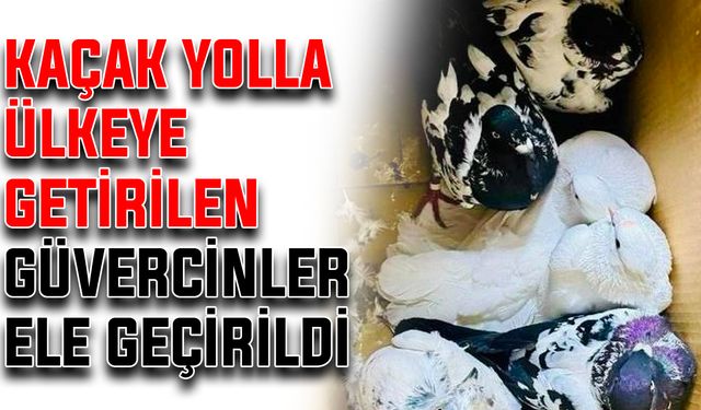 Kaçak yolla ülkeye getirilen güvercinler ele geçirildi