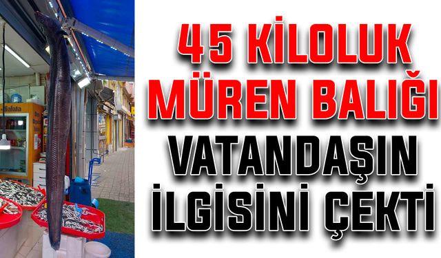 45 kiloluk müren balığı vatandaşın ilgisini çekti