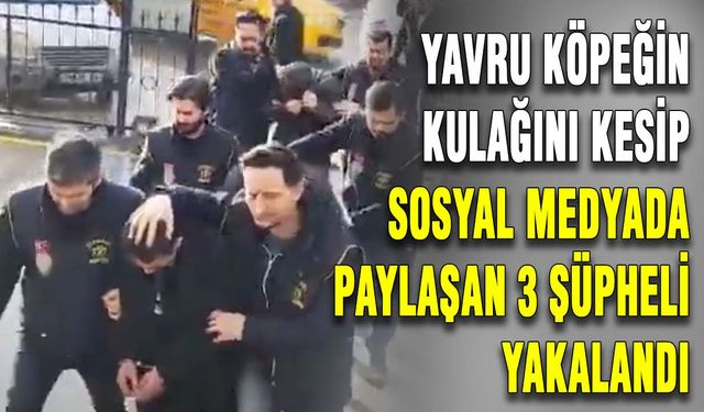 Yavru köpeğin kulağını kesip sosyal medyada paylaşan 3 şüpheli yakalandı