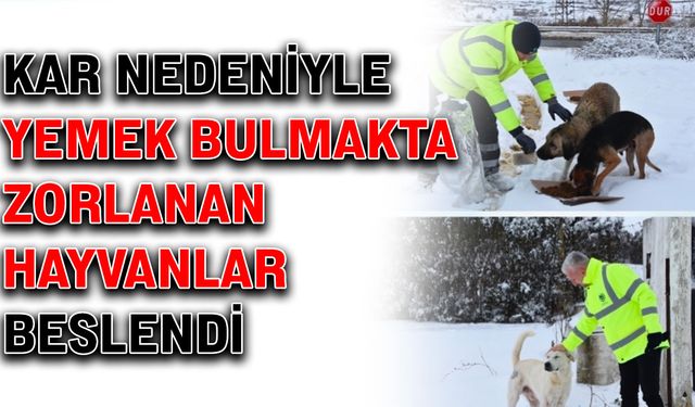 Kar nedeniyle yemek bulmakta zorlanan hayvanlar beslendi